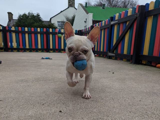 French Bulldog Image