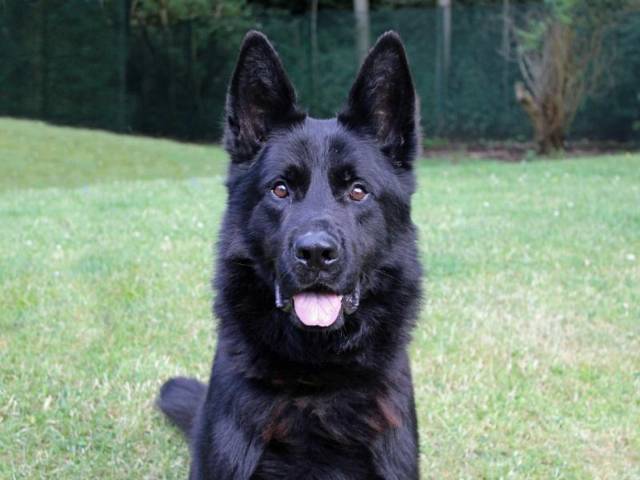 German Shepherd Dog Image