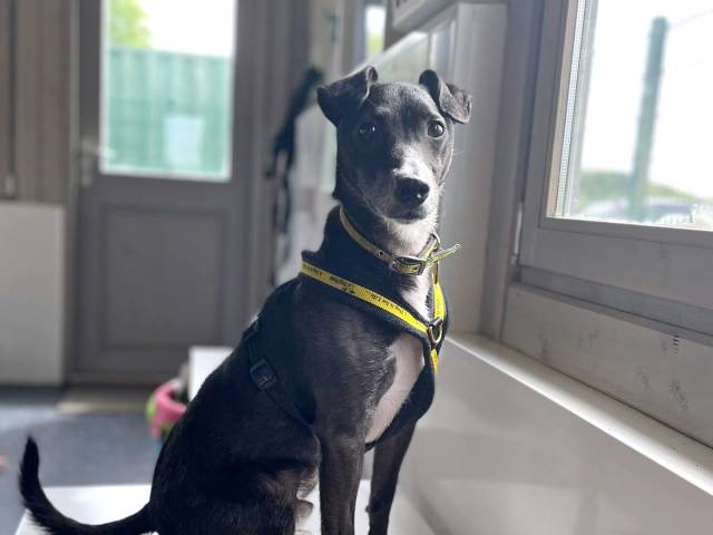 Patterdale Terrier Image