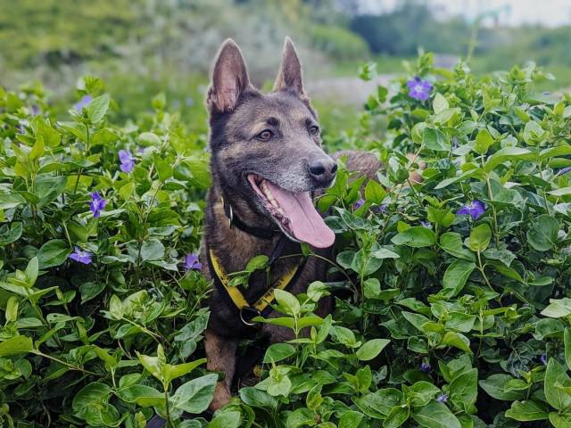 Belgian Malinois Image