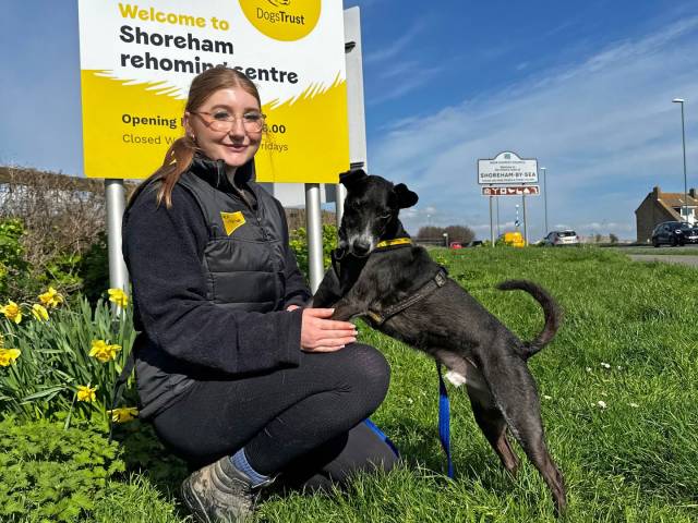 Patterdale Terrier Image