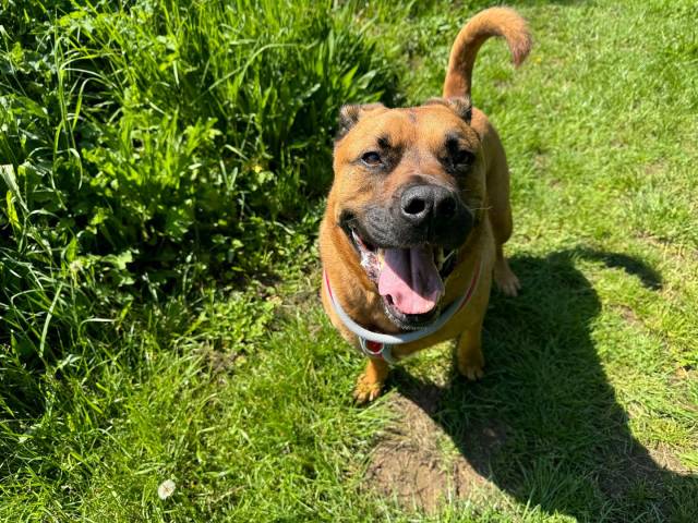 Other / Mixed Breed Image