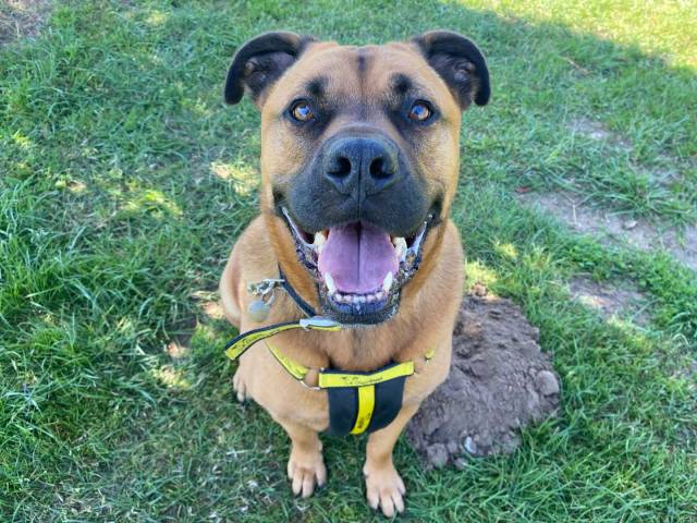 Other / Mixed Breed Image