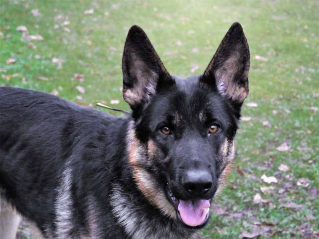 German Shepherd Dog Image