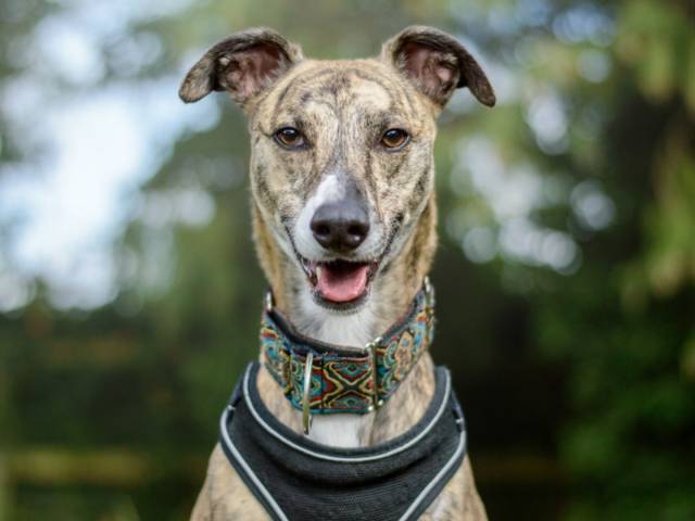 Lurcher Image