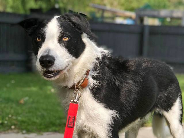 Collie Image