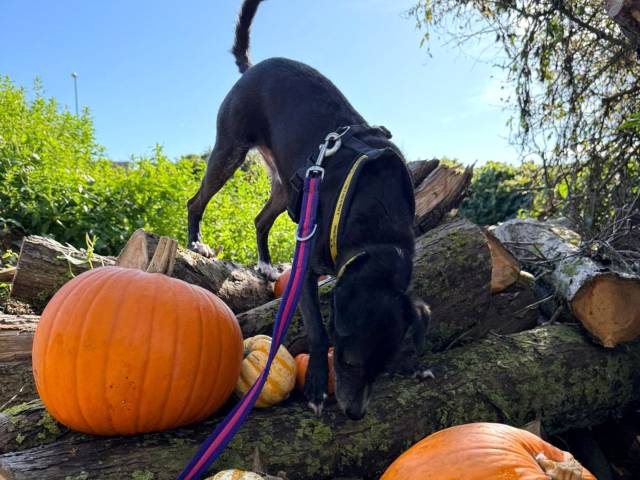 Patterdale Terrier Image