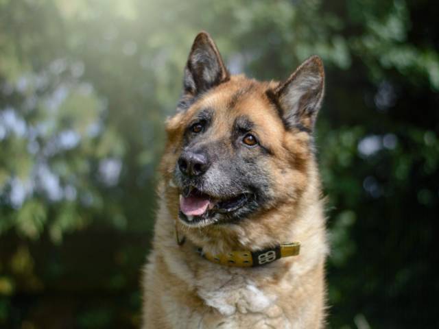 German Shepherd Dog Image