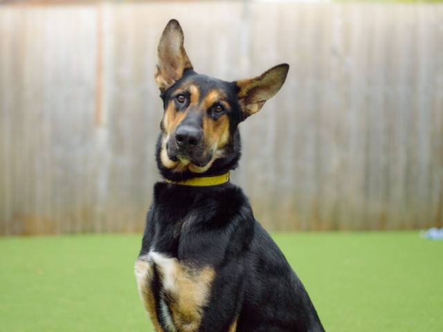 German Shepherd Dog Image