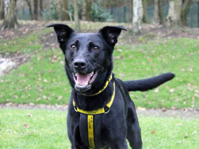 German Shepherd Dog Image