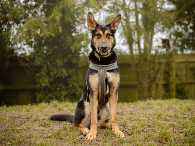 German Shepherd Dog Image