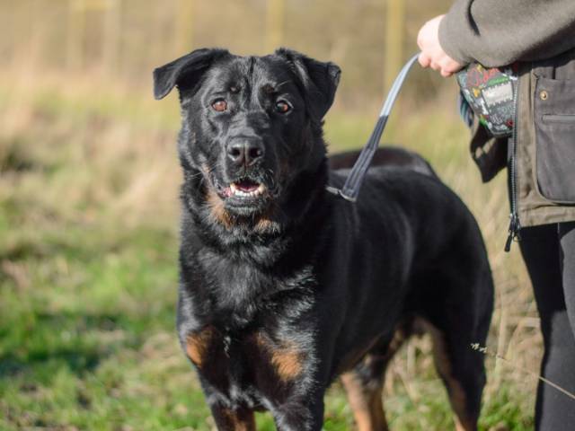 German Shepherd Dog Image