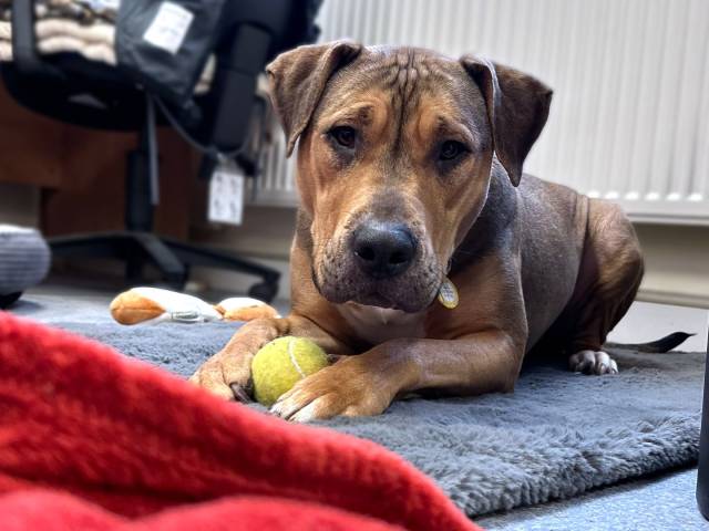 Other / Mixed Breed Image