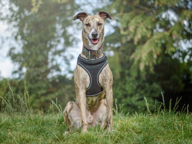 Lurcher Image