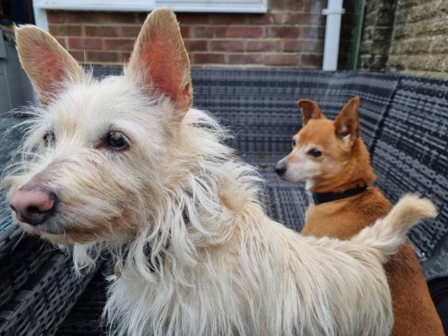 Other / Mixed Breed Image