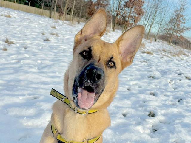 German Shepherd Dog Image