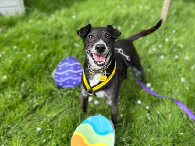 Patterdale Terrier Image