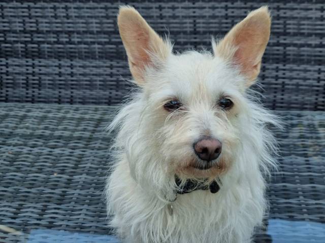 Other / Mixed Breed Image