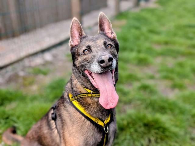 Belgian Malinois Image