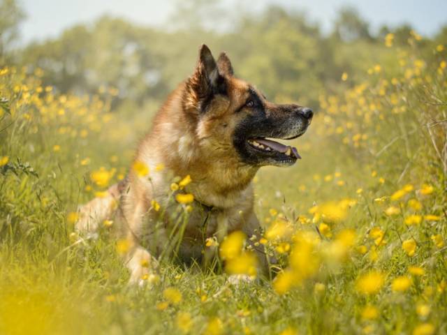 German Shepherd Dog Image