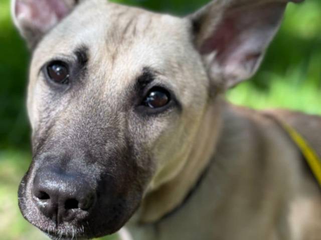 German Shepherd Dog Image