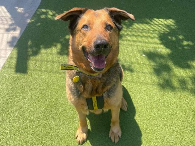 German Shepherd Dog Image