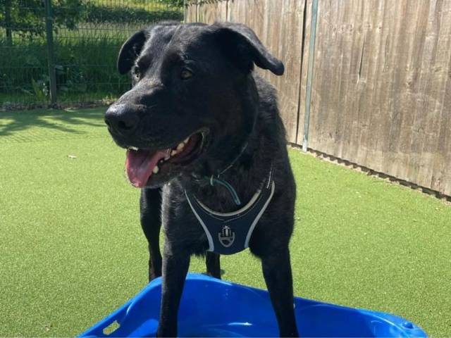 German Shepherd Dog Image