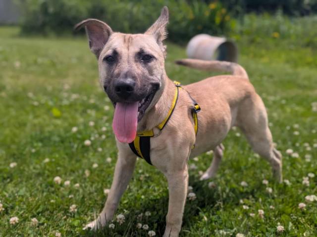 German Shepherd Dog Image