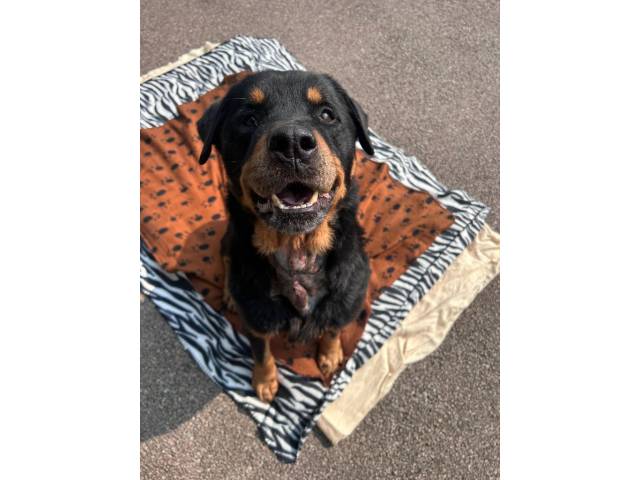 Rottweiler Image
