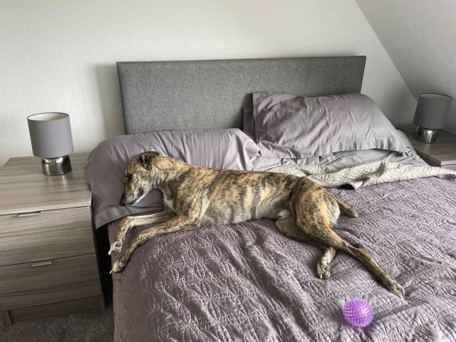 Lurcher Image