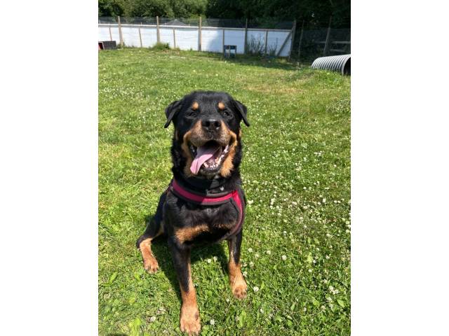 Rottweiler Image