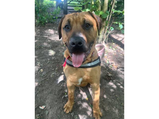 Mastiff Image