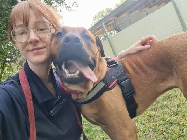 Mastiff Image