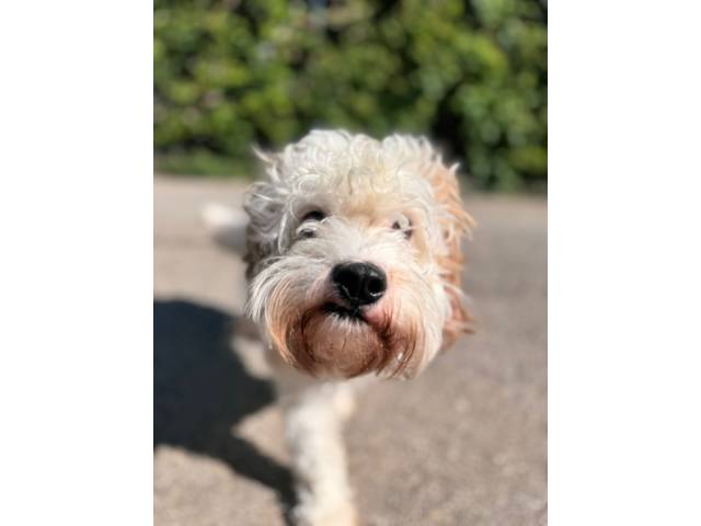 Poodle Image