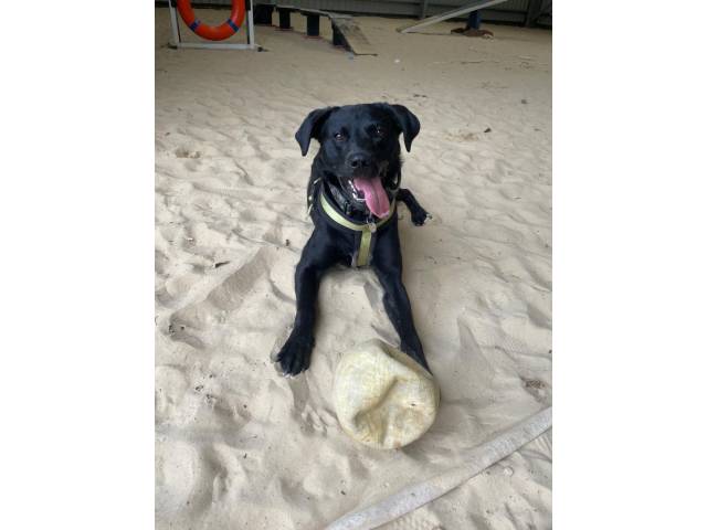 Labrador Retriever Image