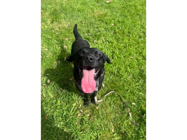 Labrador Retriever Image