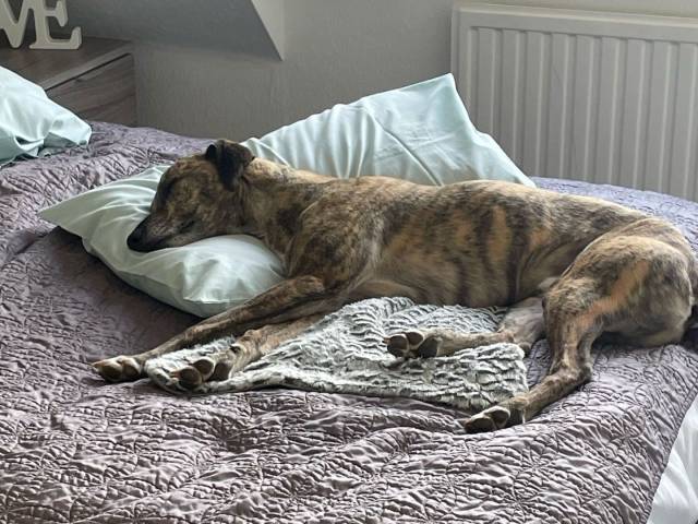 Lurcher Image
