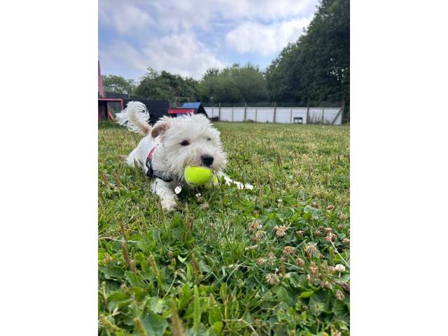 Terrier - other Image