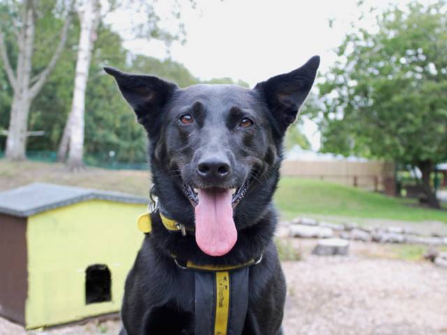 German Shepherd Dog Image