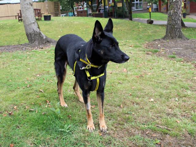 German Shepherd Dog Image