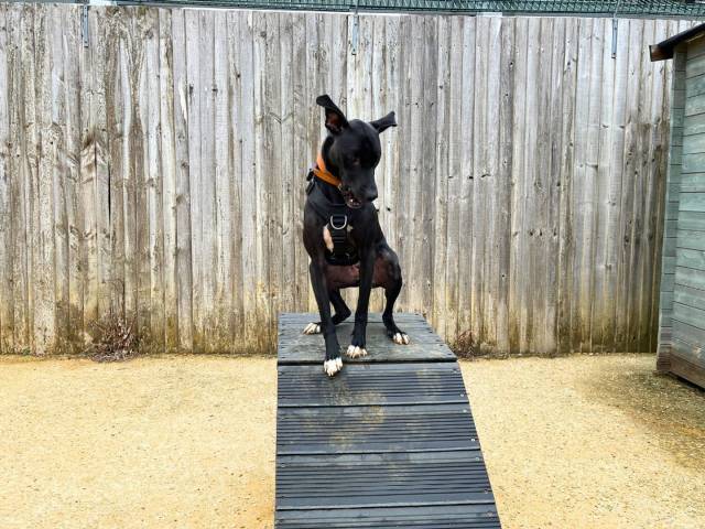 Other / Mixed Breed Image