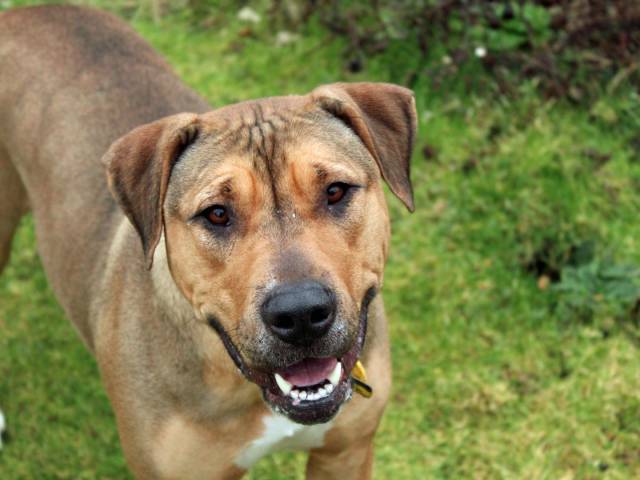 Other / Mixed Breed Image