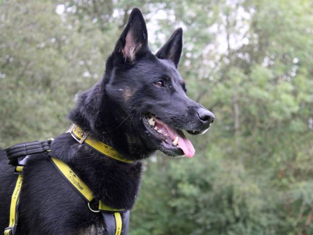 German Shepherd Dog Image