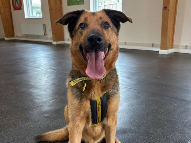 German Shepherd Dog Image