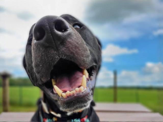 Other / Mixed Breed Image