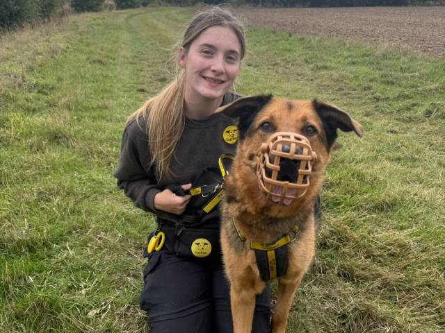 German Shepherd Dog Image