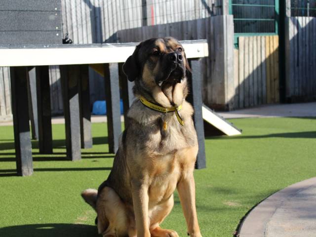 German Shepherd Dog Image