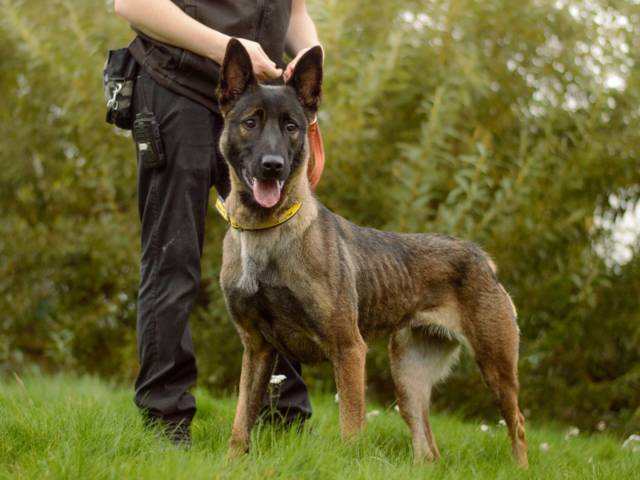 Belgian Malinois Image
