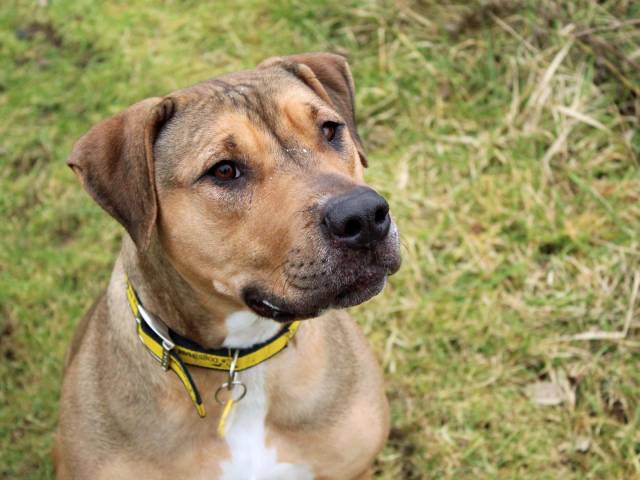 Other / Mixed Breed Image