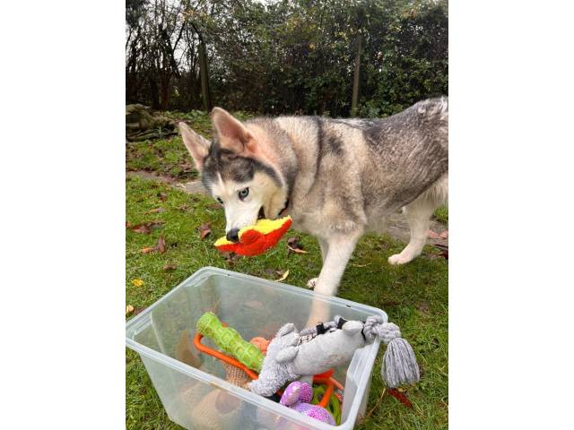 Siberian Husky Image